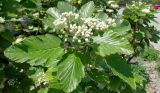 Sorbus intermedia. Верхушка ветки с соцветиями в бутонах. Краснодарский край, г. Новороссийск, в культуре. 09.05.2016.