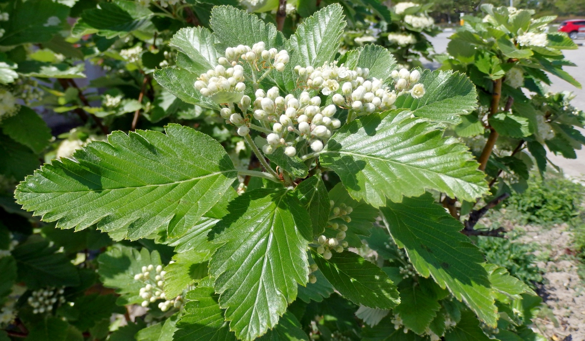 Изображение особи Sorbus intermedia.