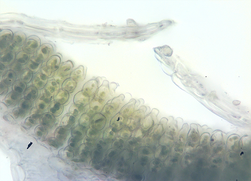 Image of Polytrichum juniperinum specimen.