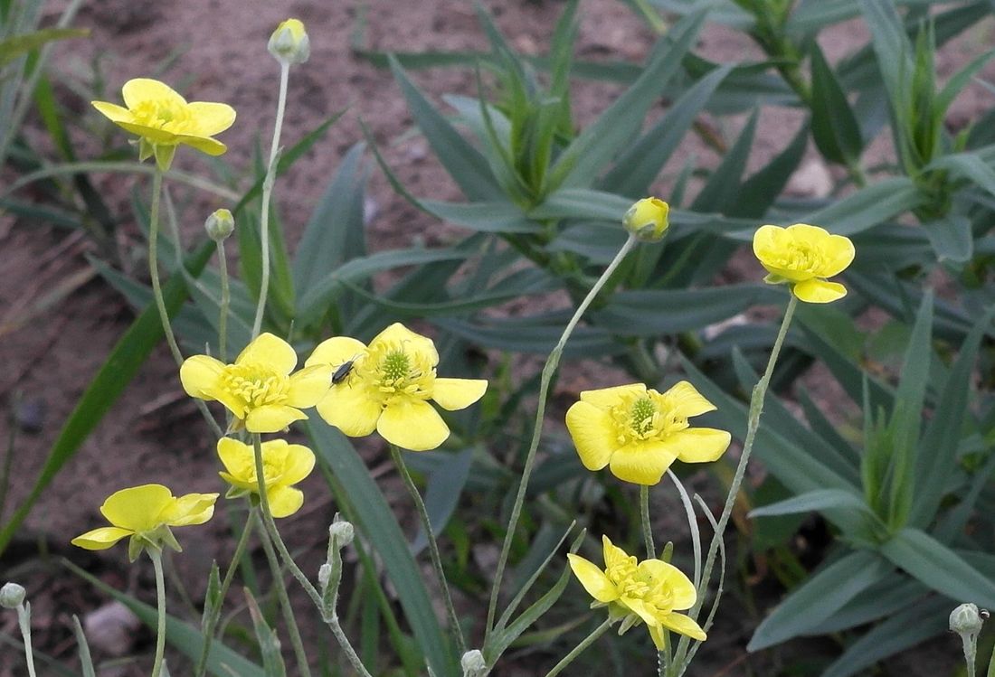 Изображение особи Ranunculus illyricus.