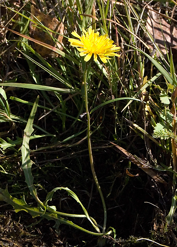 Изображение особи Scorzoneroides autumnalis.