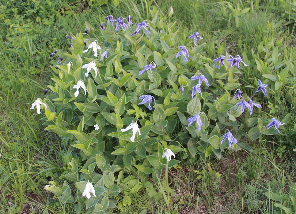 Image of Clematis integrifolia specimen.