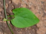 Convolvulus siculus