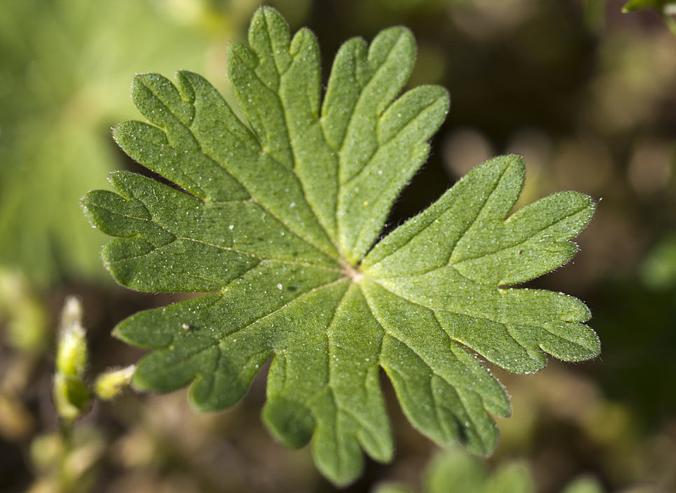 Image of Geranium molle specimen.