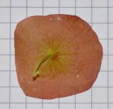 Holmskioldia sanguinea