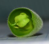 Image of taxon representative. Author is Татьяна Мальчинская