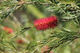 Callistemon rigidus