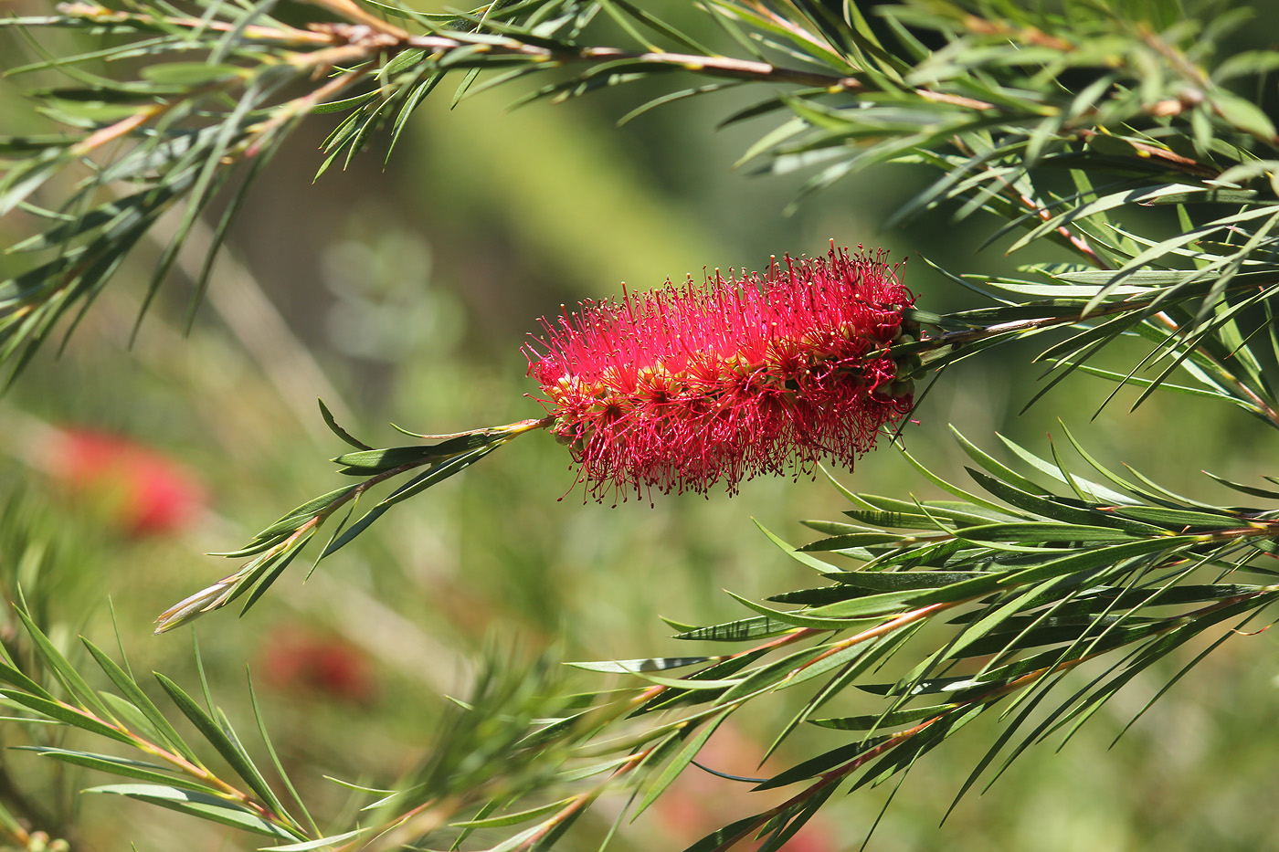 Image of Callistemon rigidus specimen.