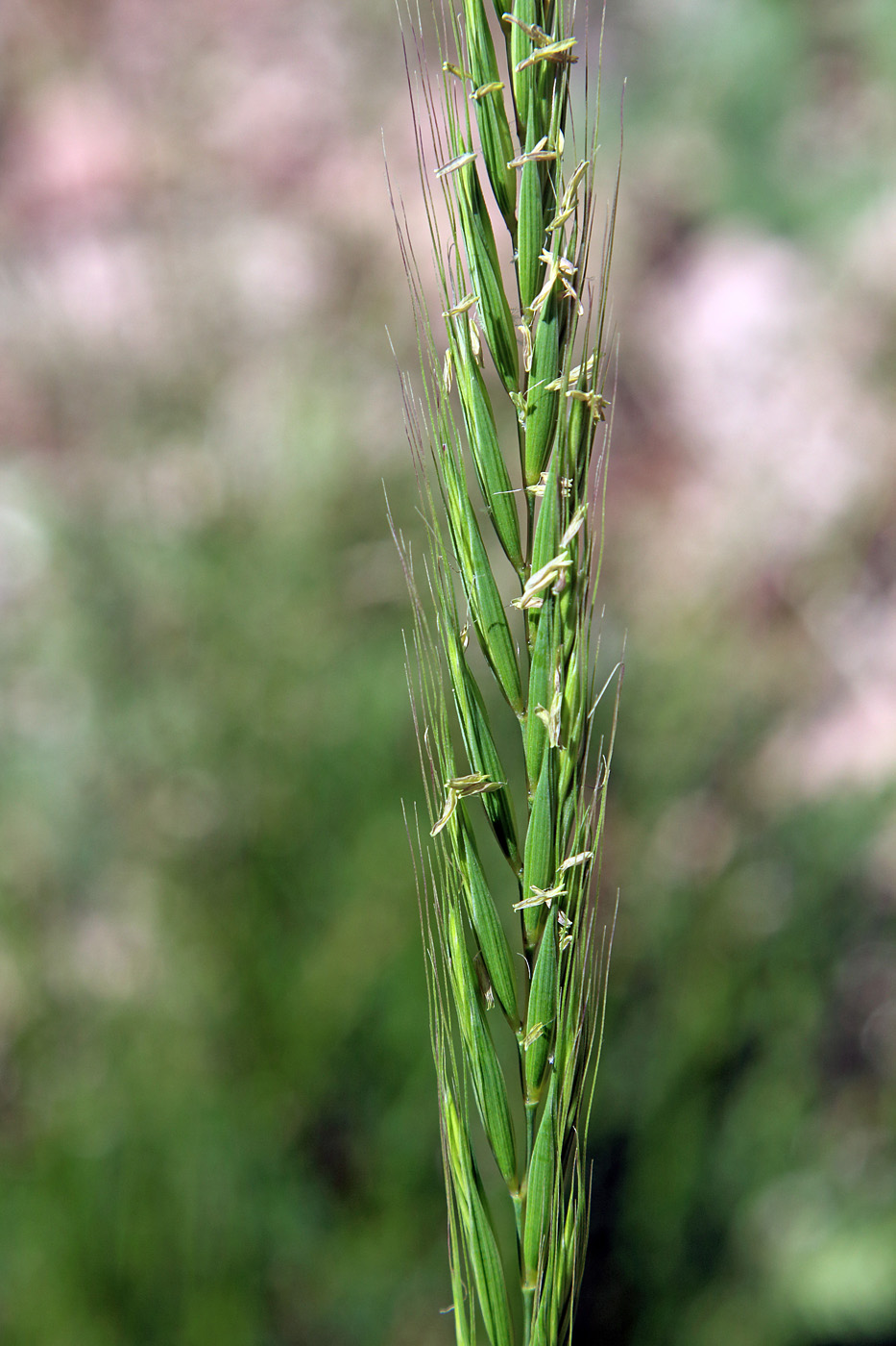 Изображение особи Elymus drobovii.