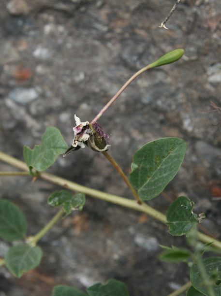 Изображение особи Capparis herbacea.