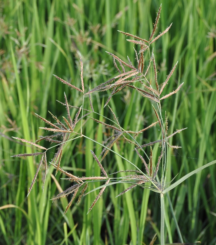 Image of Cyperus longus specimen.