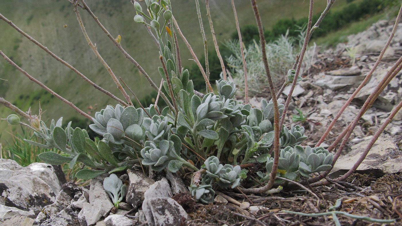 Изображение особи Alyssum trichostachyum.