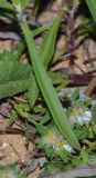 Plantago sarcophylla