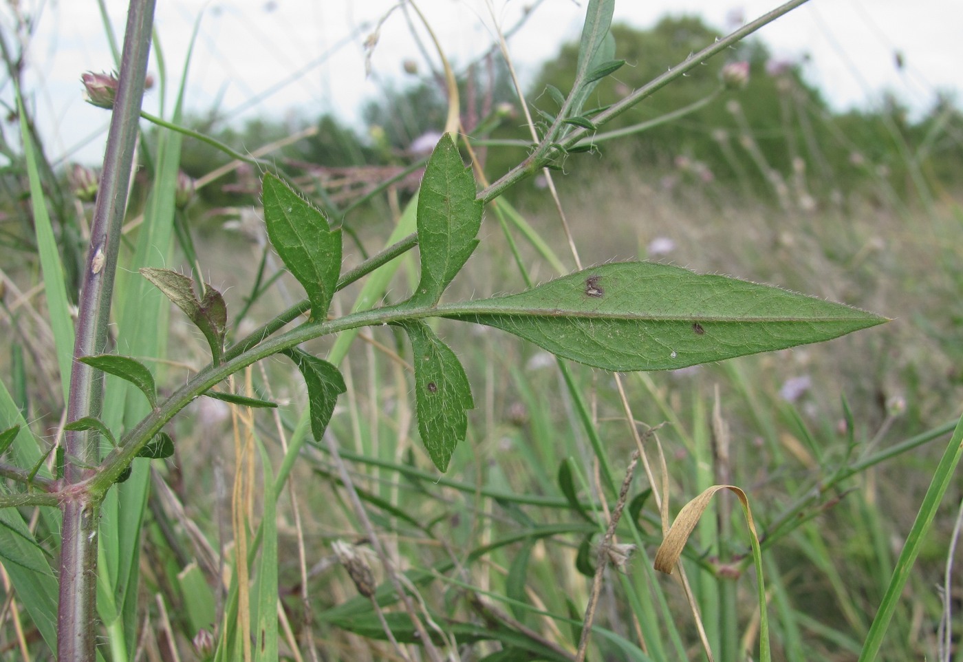 Изображение особи Cephalaria transsylvanica.