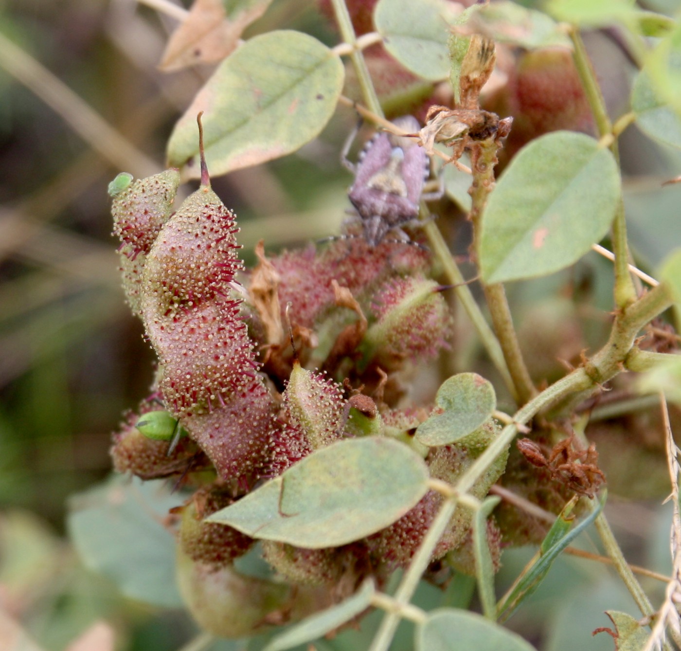 Изображение особи Glycyrrhiza viscida.