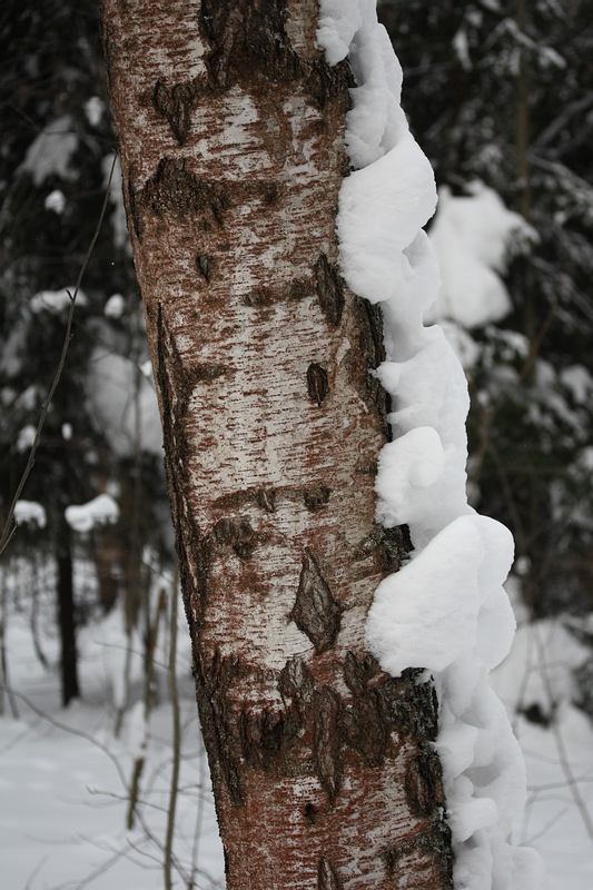 Изображение особи Betula pendula.