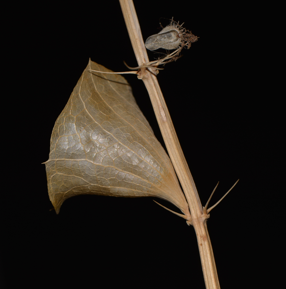 Image of Moluccella laevis specimen.