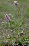 Veronica porphyriana