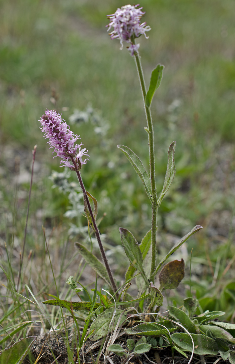 Image of Veronica porphyriana specimen.