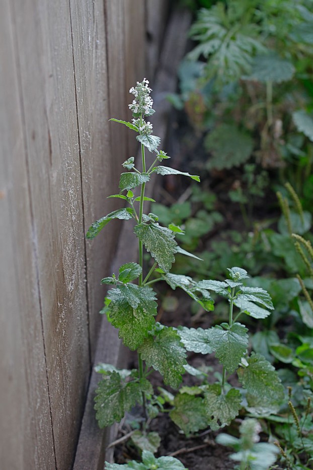 Image of Nepeta cataria specimen.