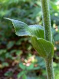 Ligularia fischeri. Верхний стеблевой лист. Амурская обл., Бурейский р-н, окр. с. Виноградовка, дубовый лес. 28.07.2016.