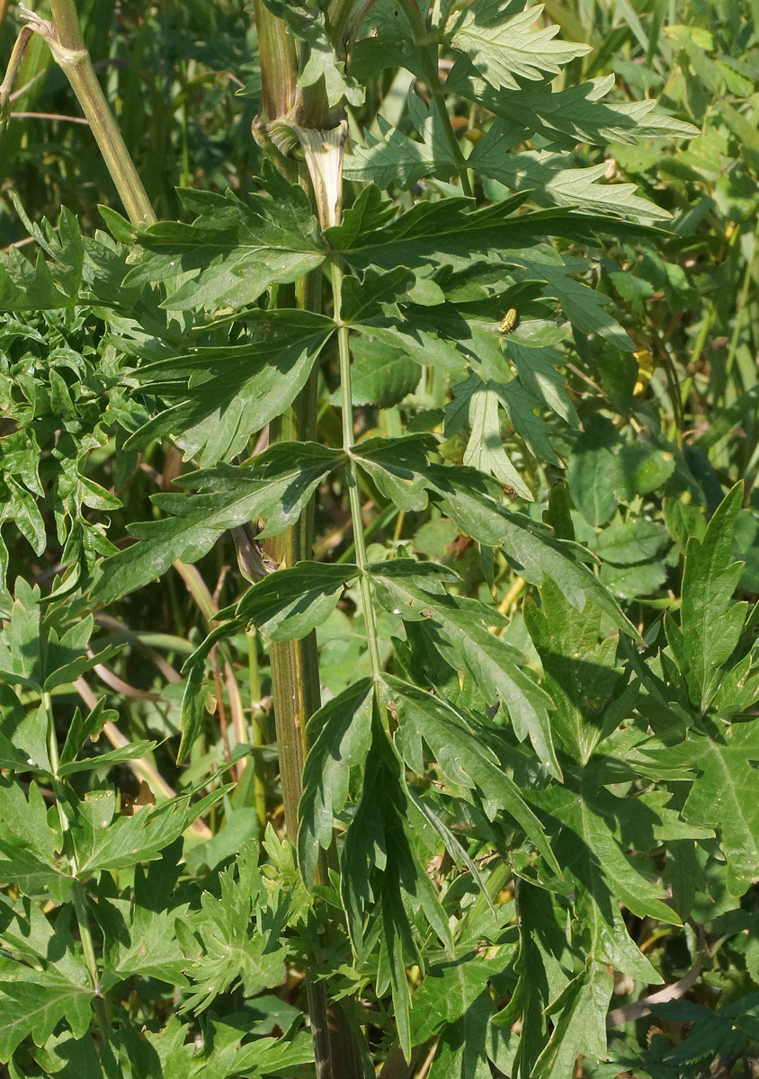 Image of Seseli libanotis specimen.