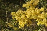 Acacia saligna. Часть цветущей ветви. Австралия, г. Брисбен, городское озеленение. 13.08.2013.
