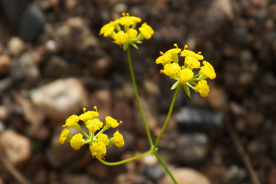 Image of Bupleurum scorzonerifolium specimen.