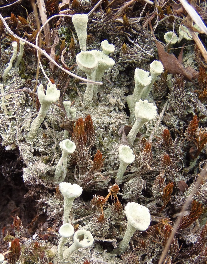 Изображение особи Cladonia fimbriata.