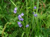 Campanula rotundifolia