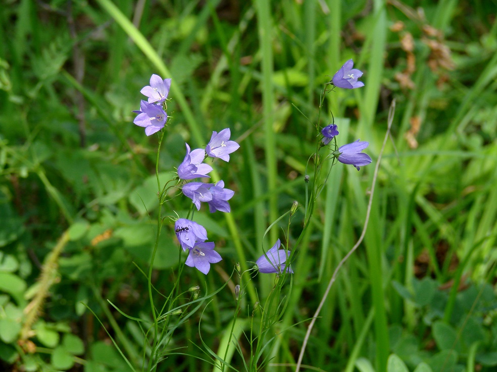 Изображение особи Campanula rotundifolia.