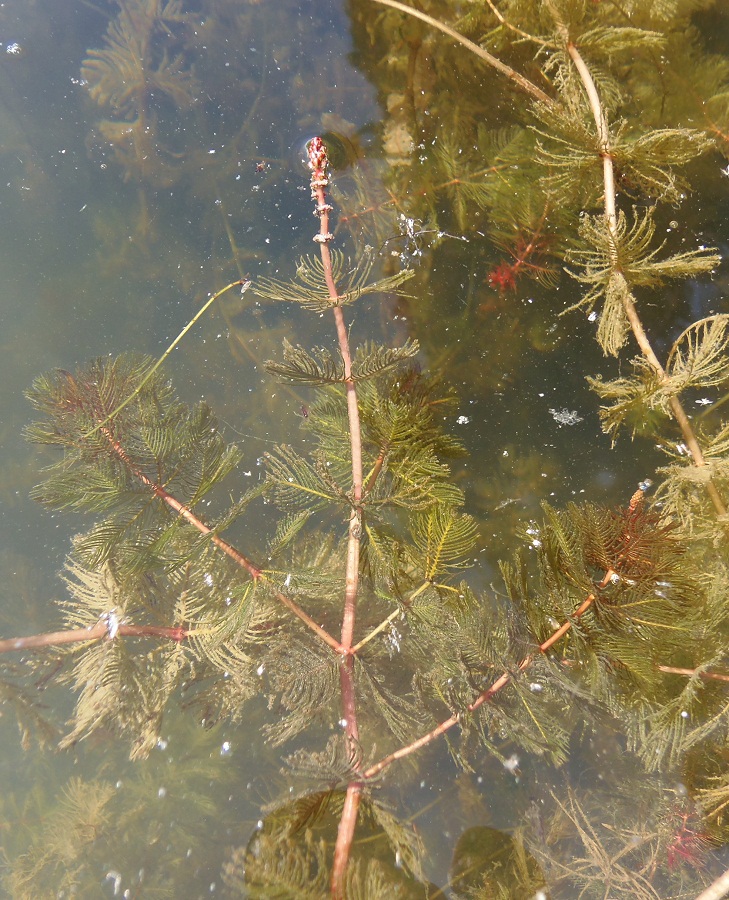 Изображение особи Myriophyllum spicatum.