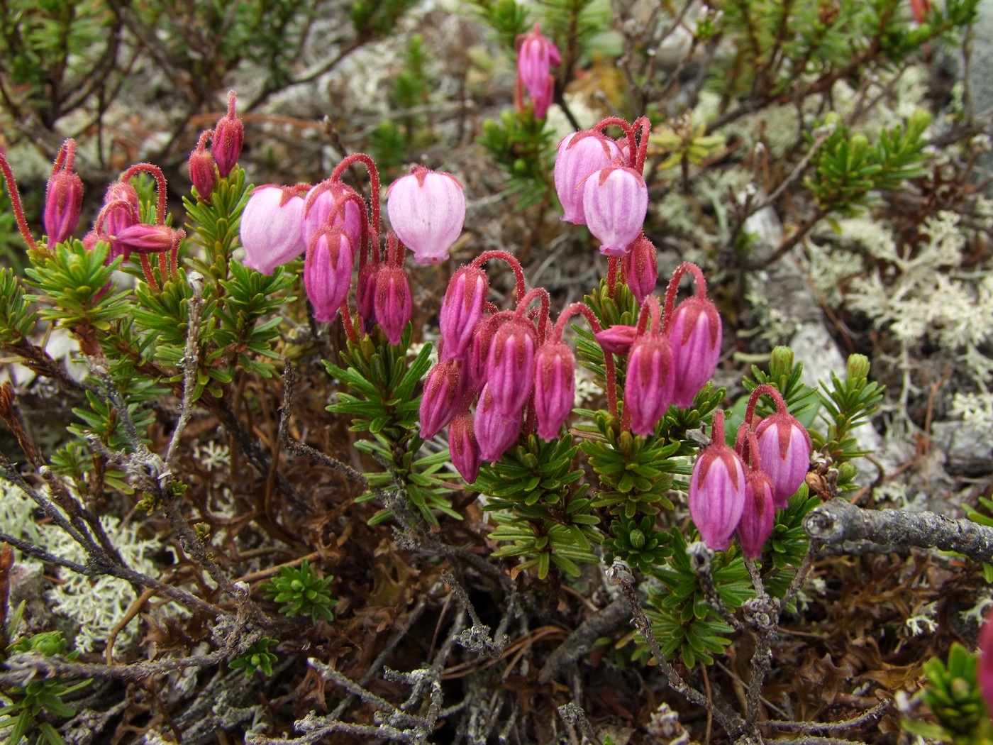 Изображение особи Phyllodoce caerulea.