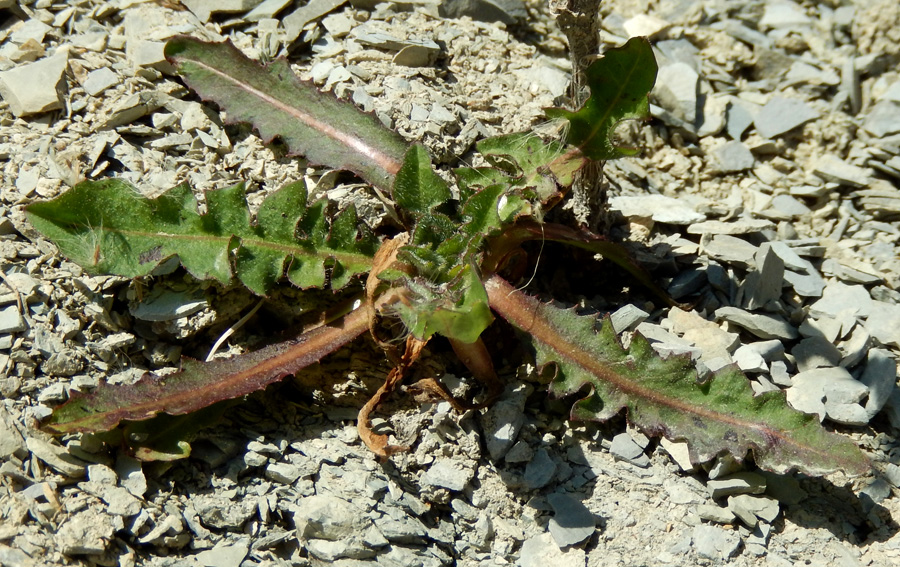 Image of Cichorium intybus specimen.