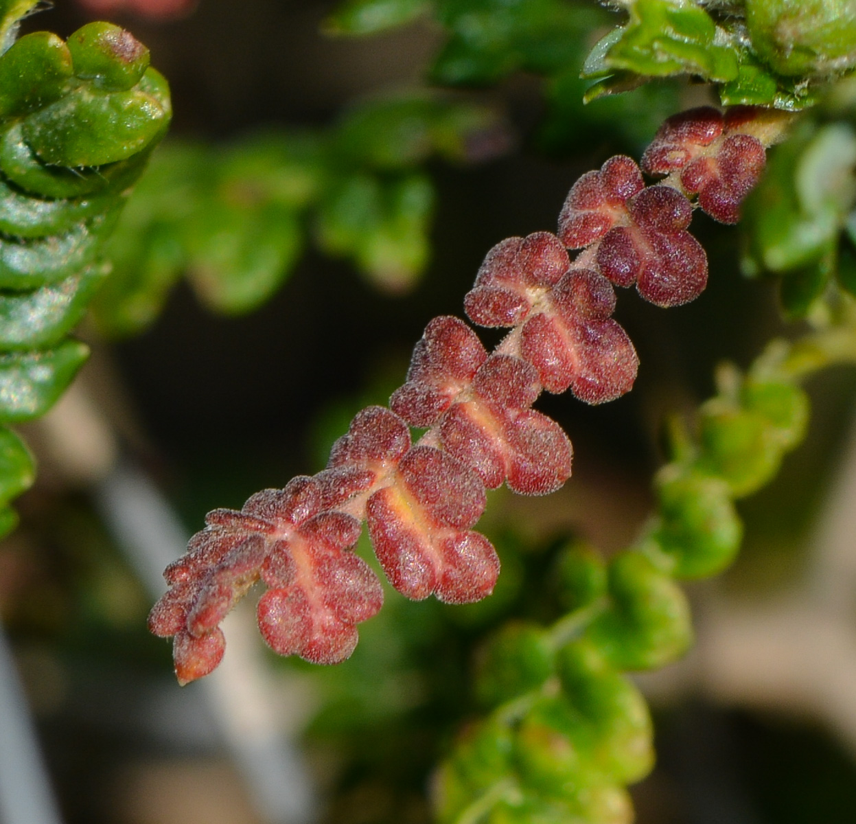 Изображение особи Sarcopoterium spinosum.