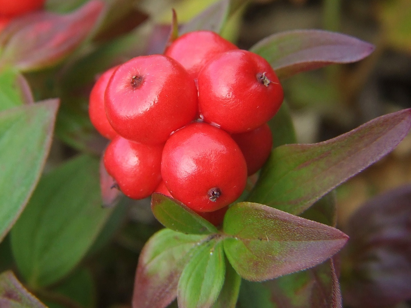 Изображение особи Chamaepericlymenum suecicum.