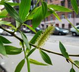 Salix fragilis разновидность sphaerica. Часть побега с соцветием и листьями. Санкт-Петербург, Центральный р-н, ул. Достоевского, в озеленении. 02.05.2014.