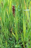 Anacamptis coriophora. Цветущее растение на увлажнённом месте на выходах гранита. Украина, Донецкая обл., Володарский р-н, заповедник \"Каменные Могилы\". Начало июня 2004 г.
