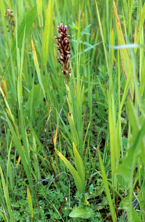 Image of Anacamptis coriophora specimen.