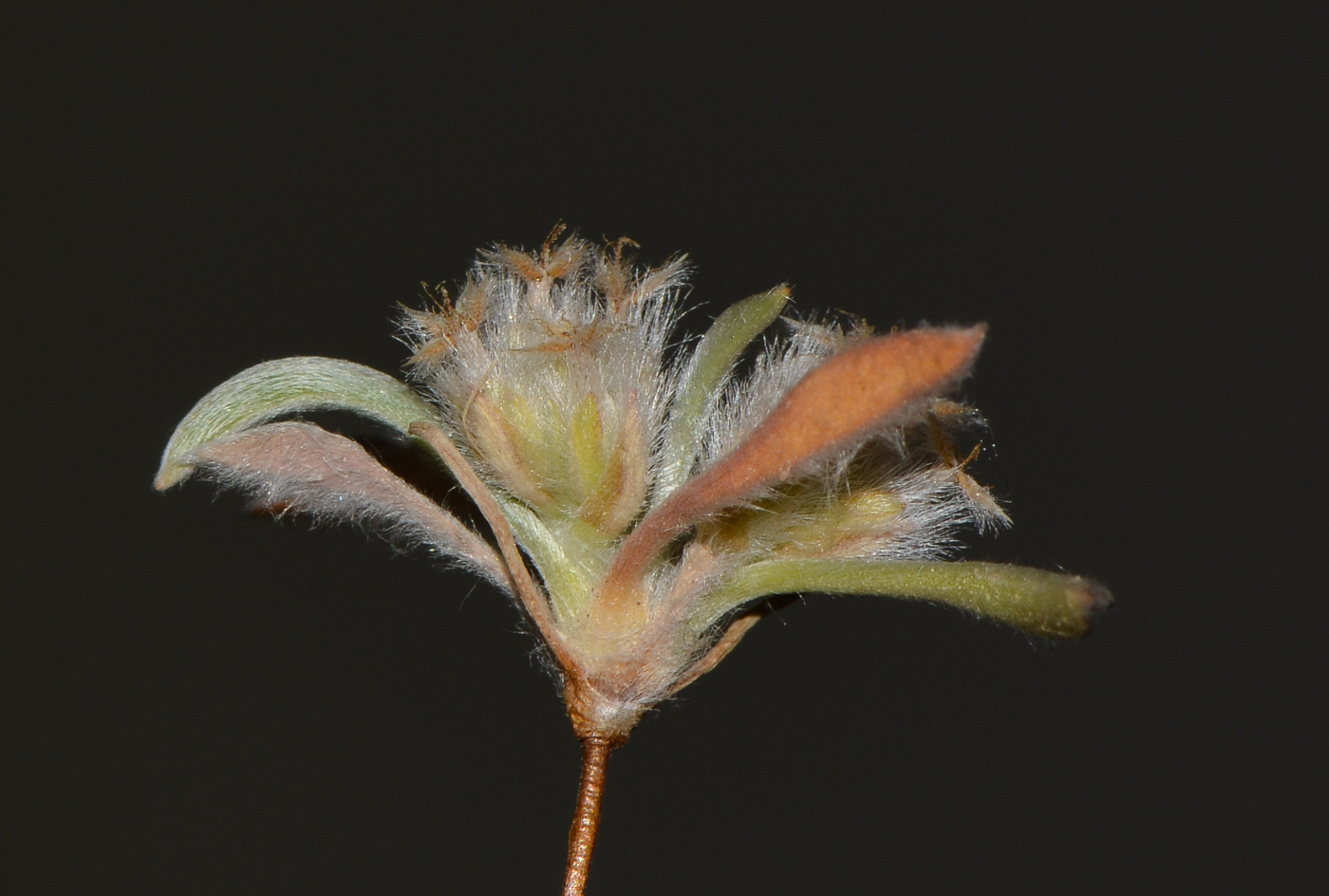 Image of Plantago ciliata specimen.