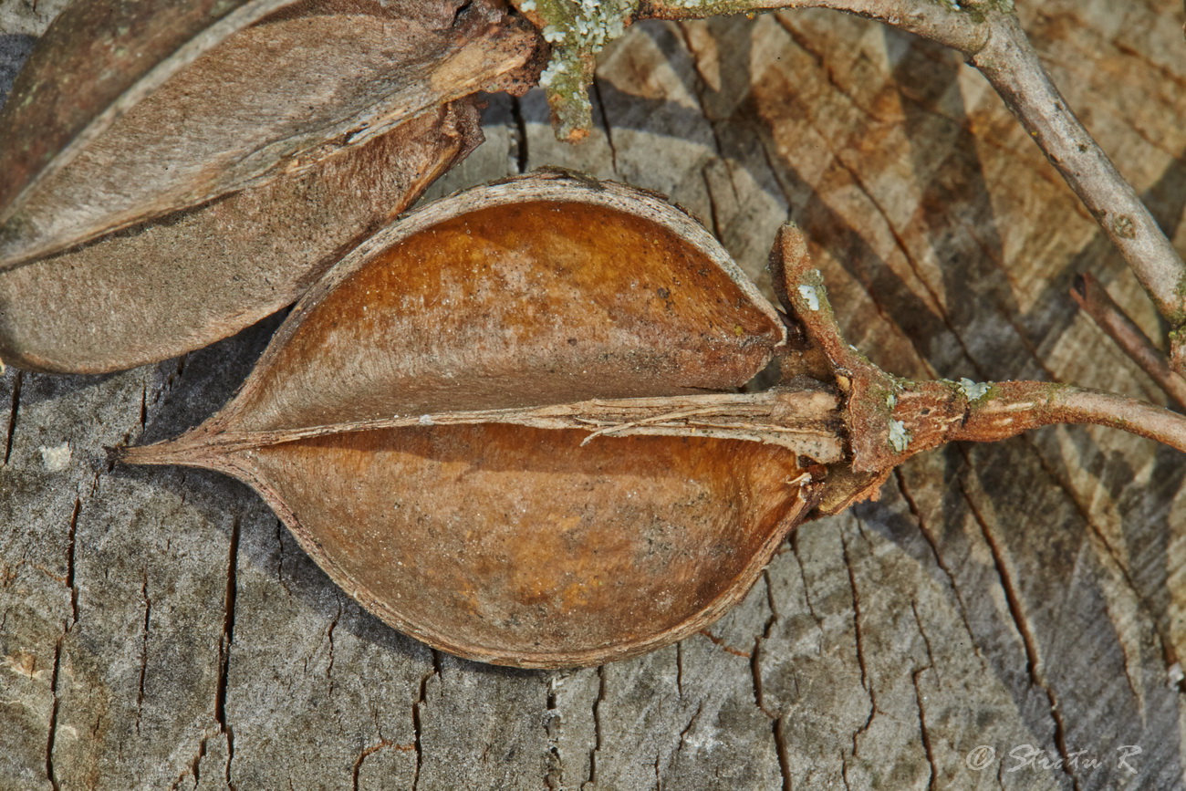 Изображение особи Paulownia tomentosa.