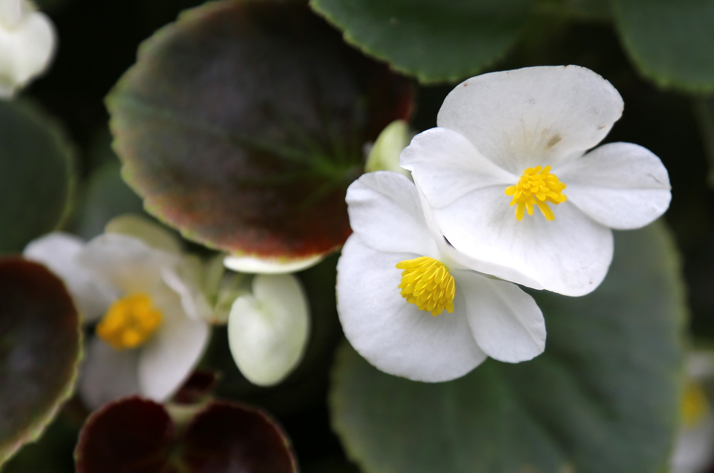 Image of Begonia &times; hortensis specimen.