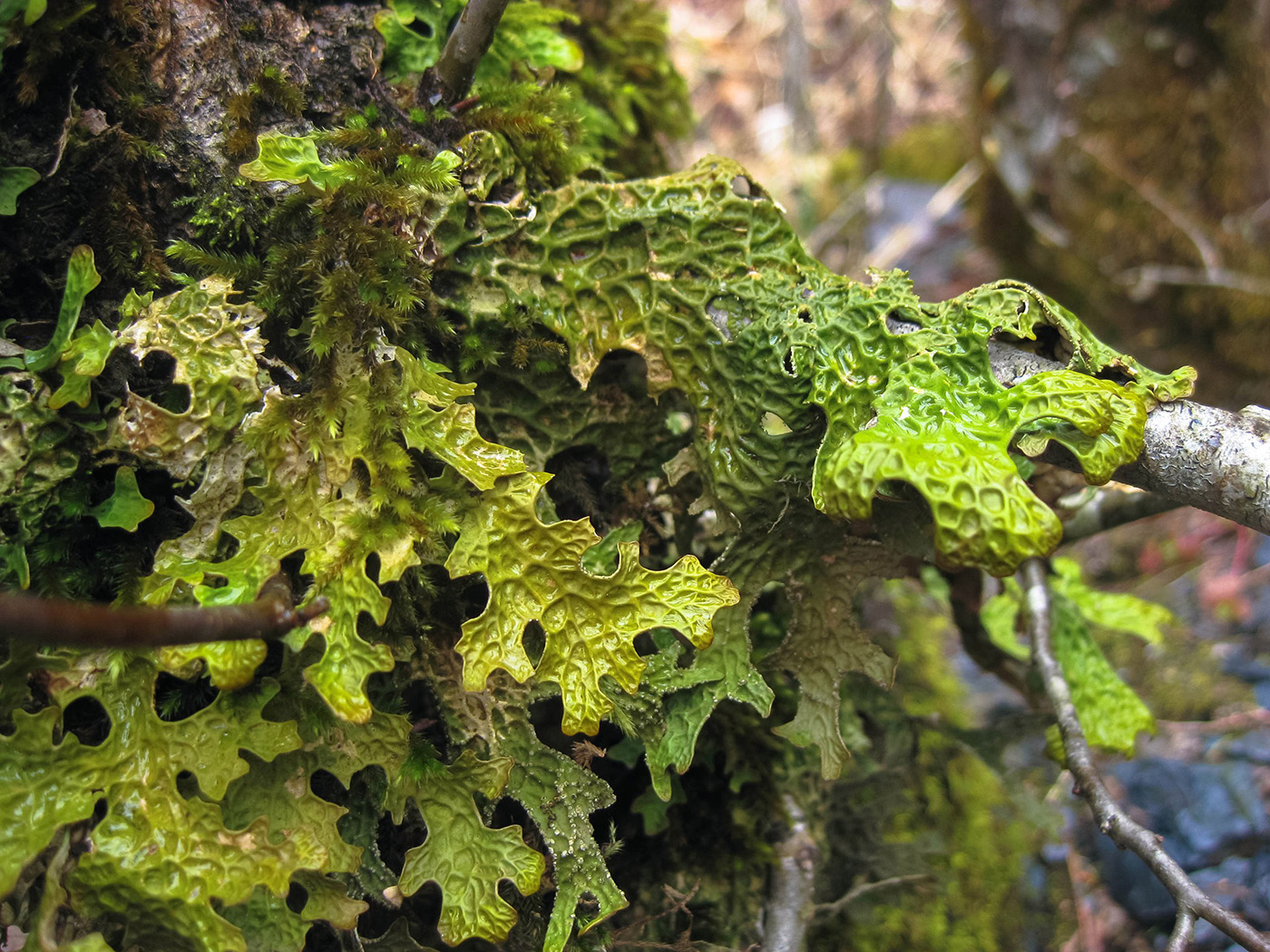 Изображение особи Lobaria pulmonaria.