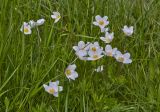 Anemone sylvestris. Цветущие растения. Молдова, Кишинев, Ботанический сад АН Молдовы. 15.05.2015.