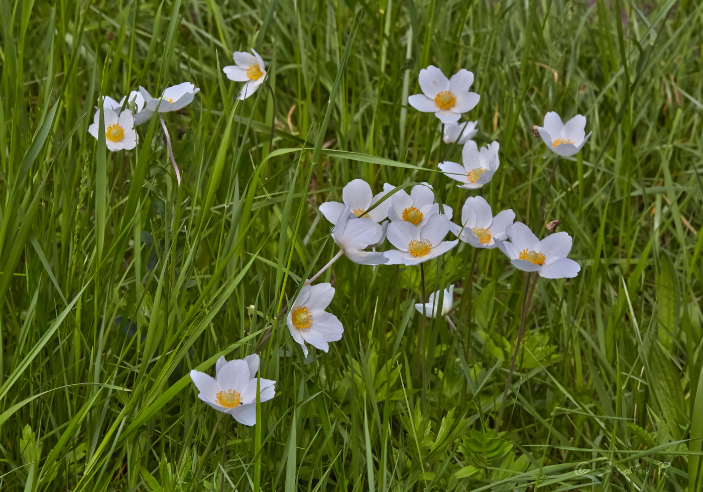 Изображение особи Anemone sylvestris.