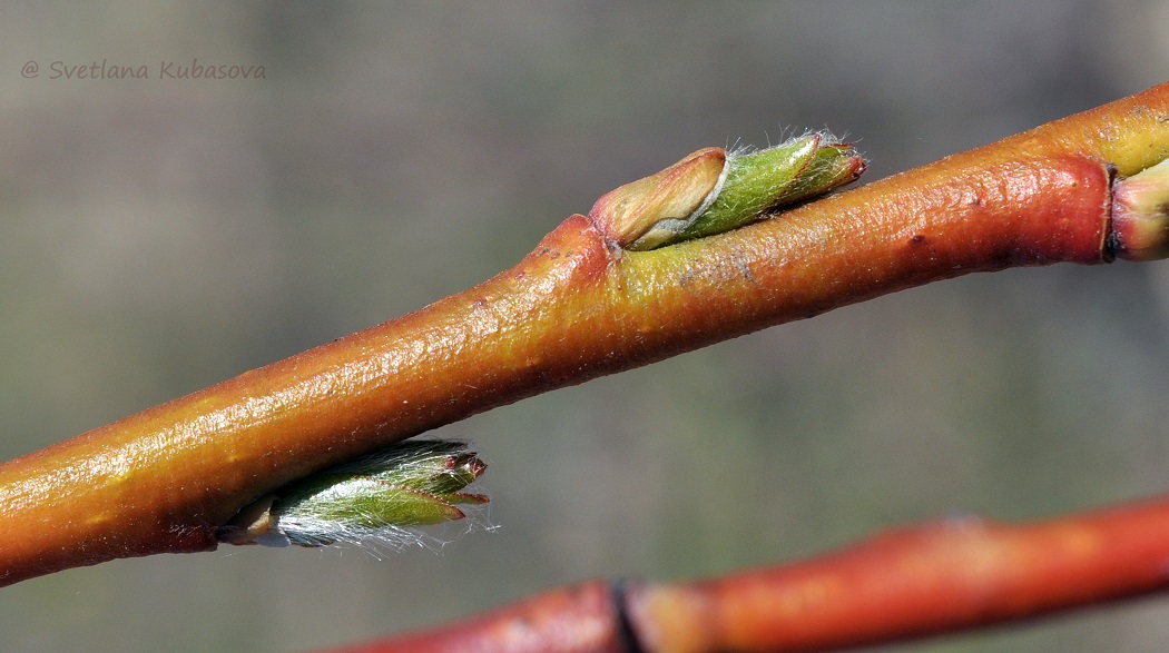 Image of Salix daphnoides specimen.