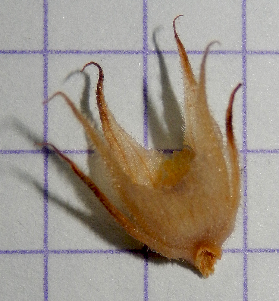 Image of Phelipanche mutelii specimen.