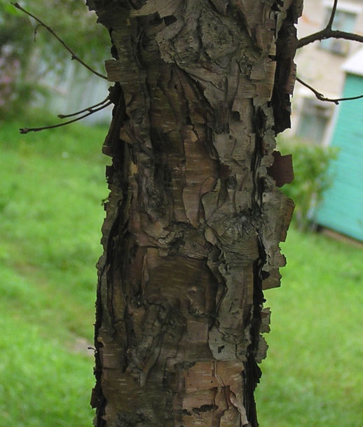 Image of Betula dauurica specimen.