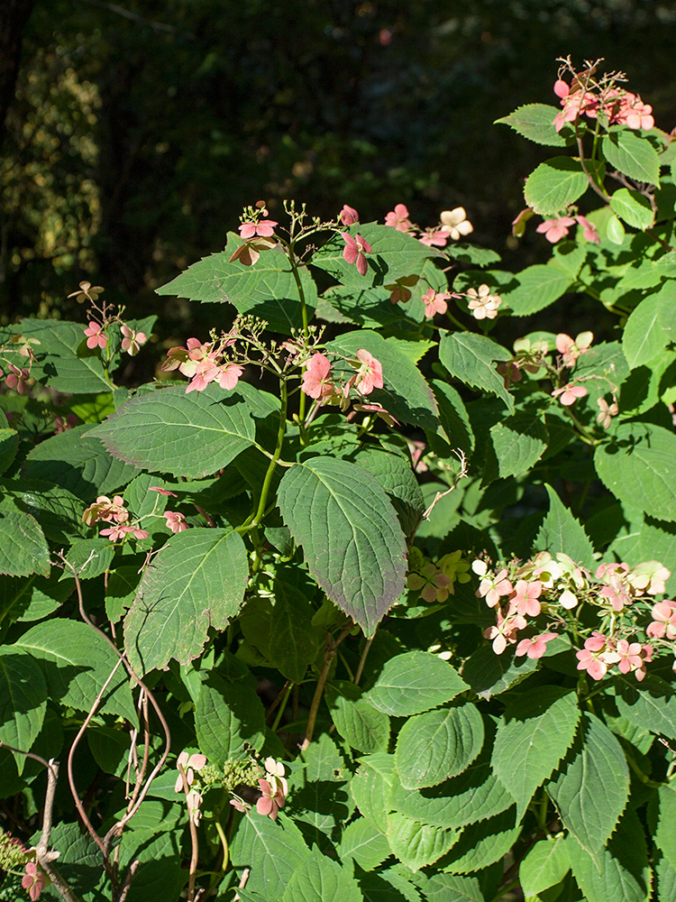 Image of Hydrangea macrophylla specimen.