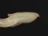 Image of taxon representative. Author is Татьяна Мальчинская